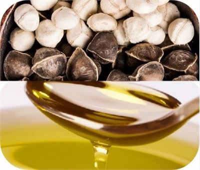 Moringa Seed Oil Production Line